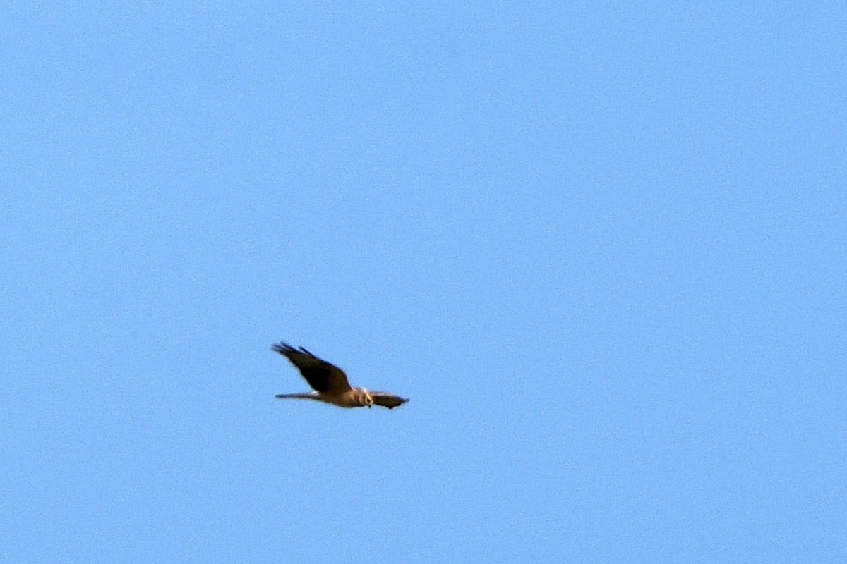 Montagu's Harrier - ML620653800