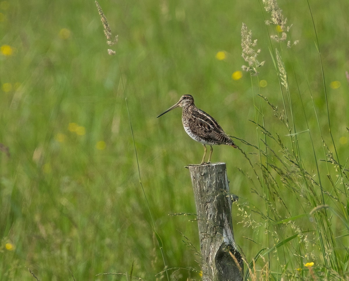 Wilson's Snipe - ML620653801