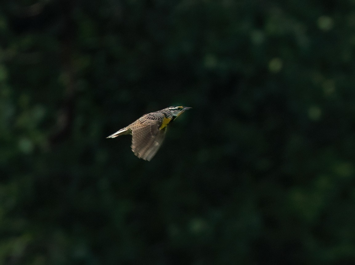 Eastern Meadowlark - ML620653805