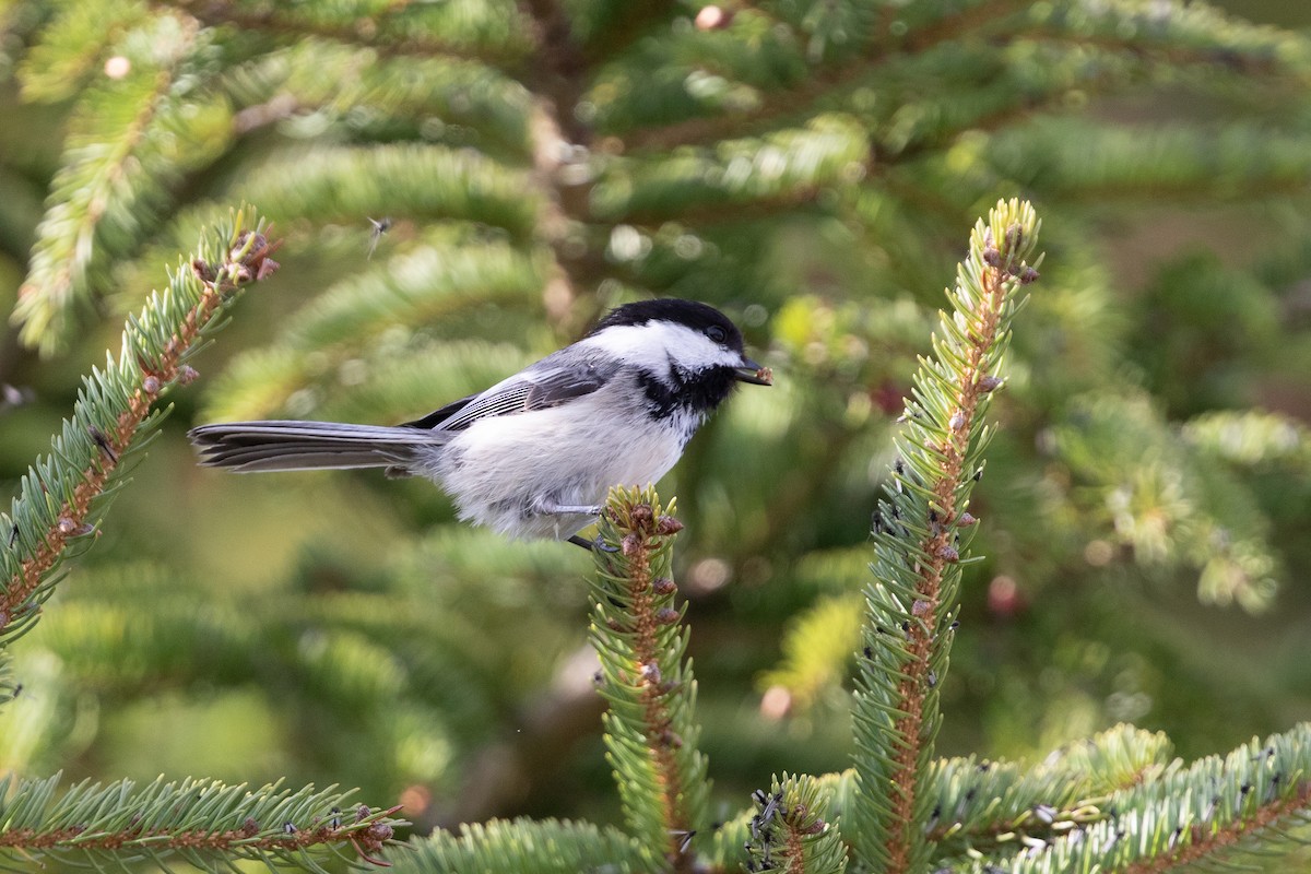 Black-capped Chickadee - ML620653813