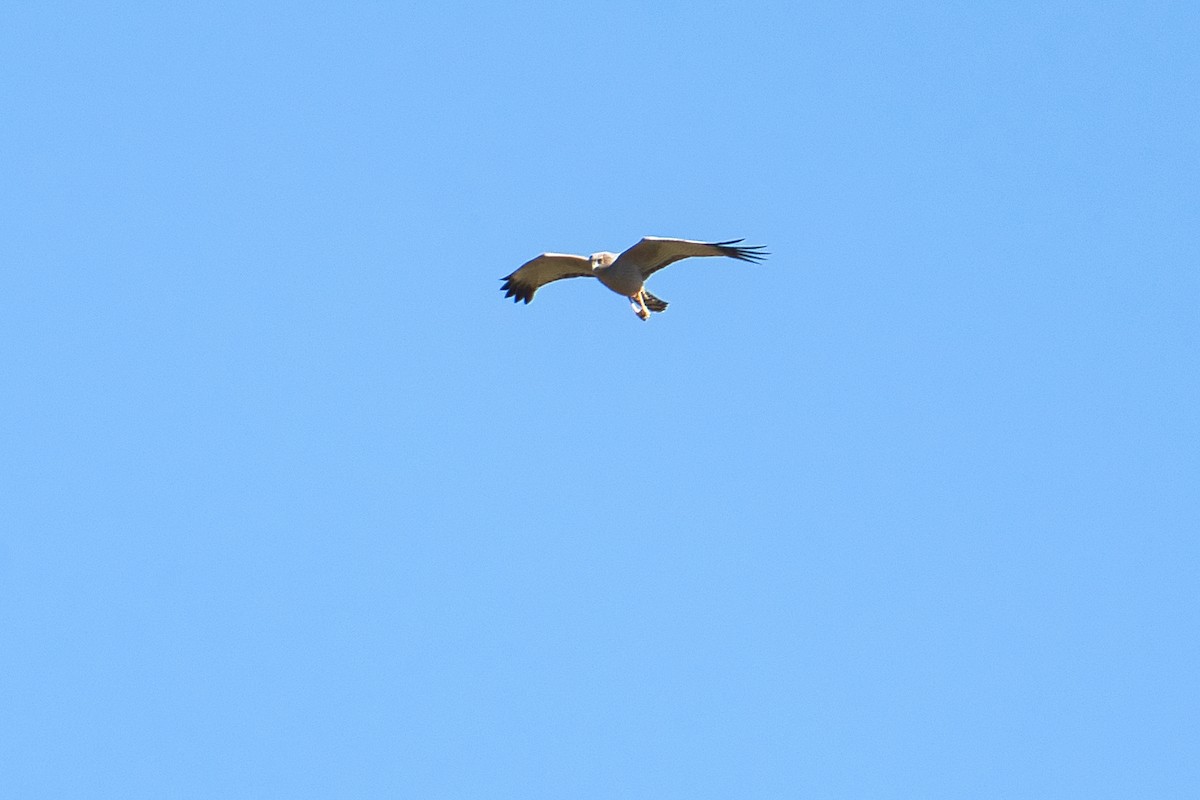 Spotted Harrier - ML620653814