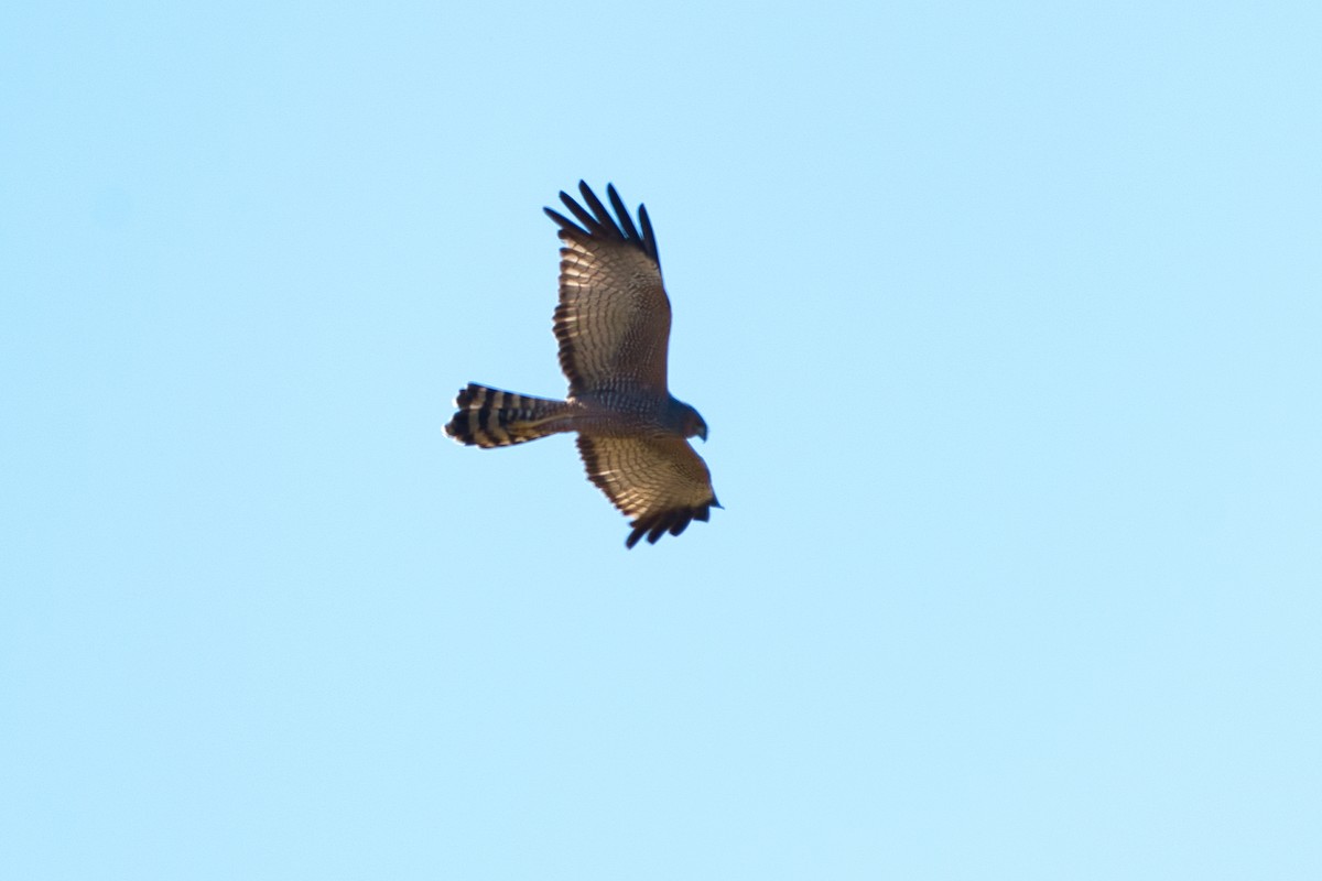 Spotted Harrier - ML620653815