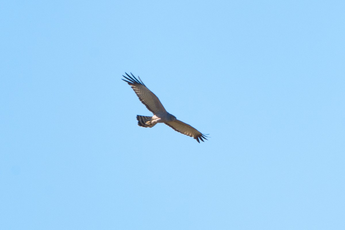 Spotted Harrier - ML620653816