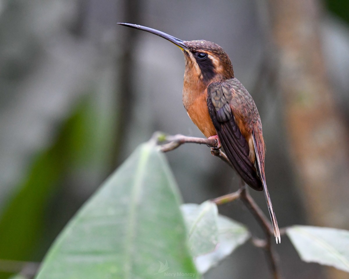 Stripe-throated Hermit - ML620653817