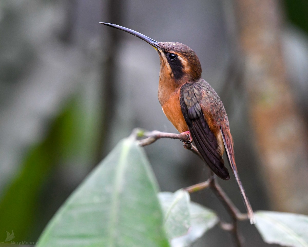 Stripe-throated Hermit - ML620653822