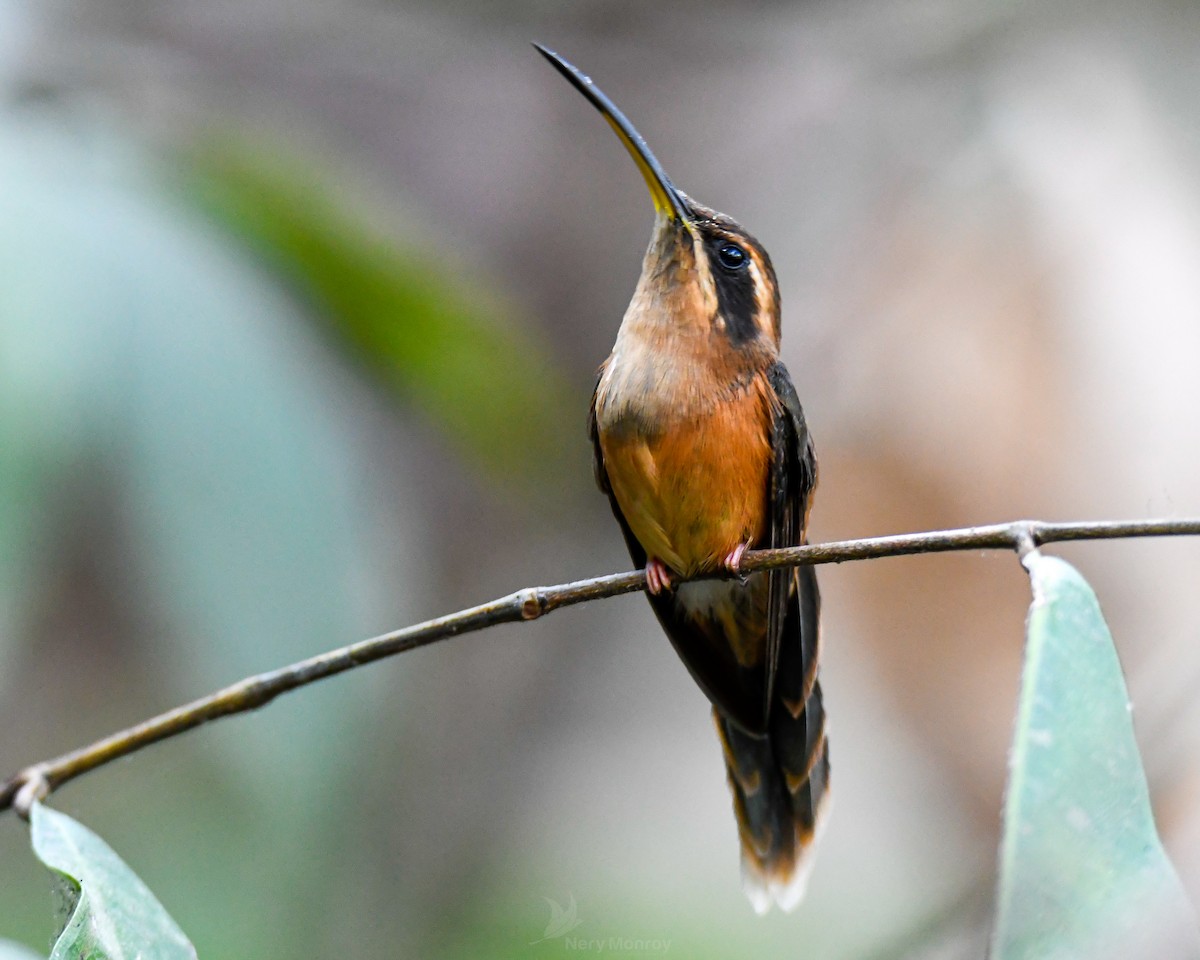 Stripe-throated Hermit - ML620653823