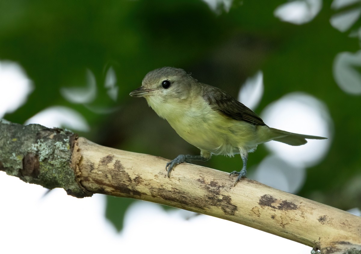 Warbling Vireo - ML620653828