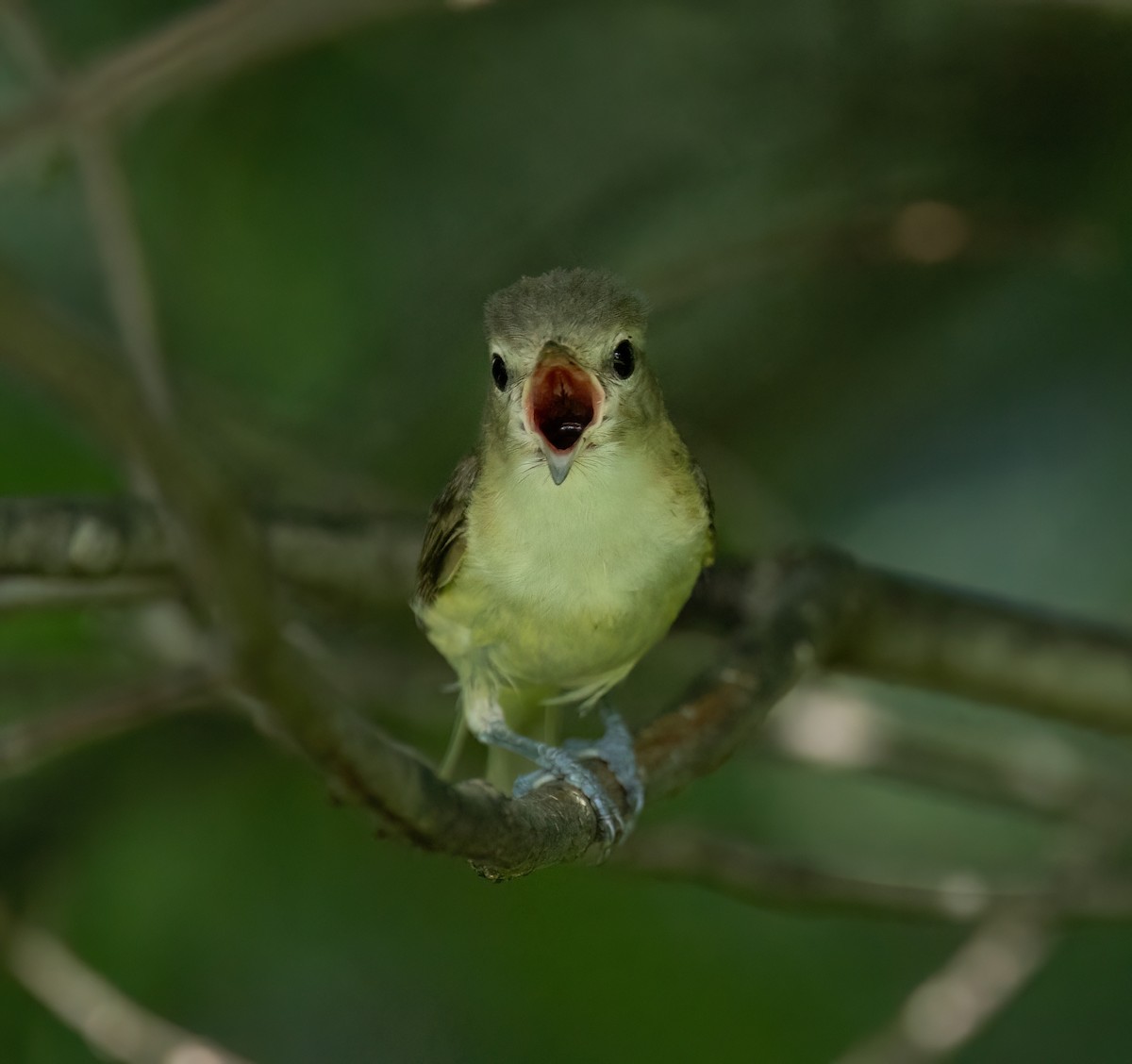 Warbling Vireo - ML620653829