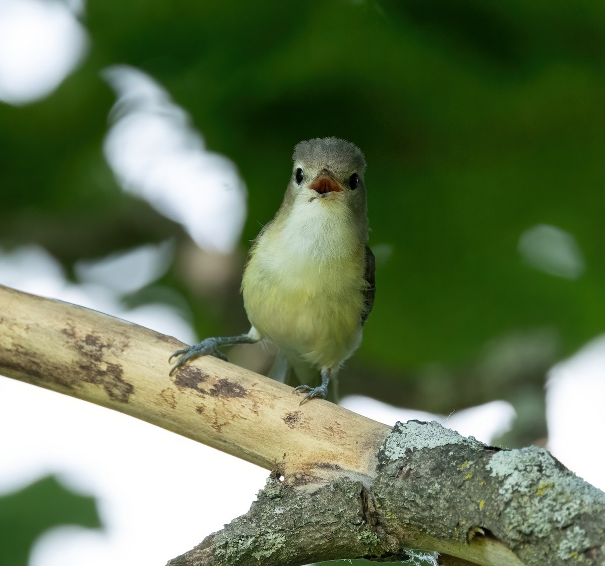 Warbling Vireo - ML620653830