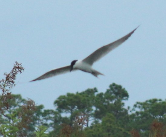 Gull-billed Tern - ML620653834