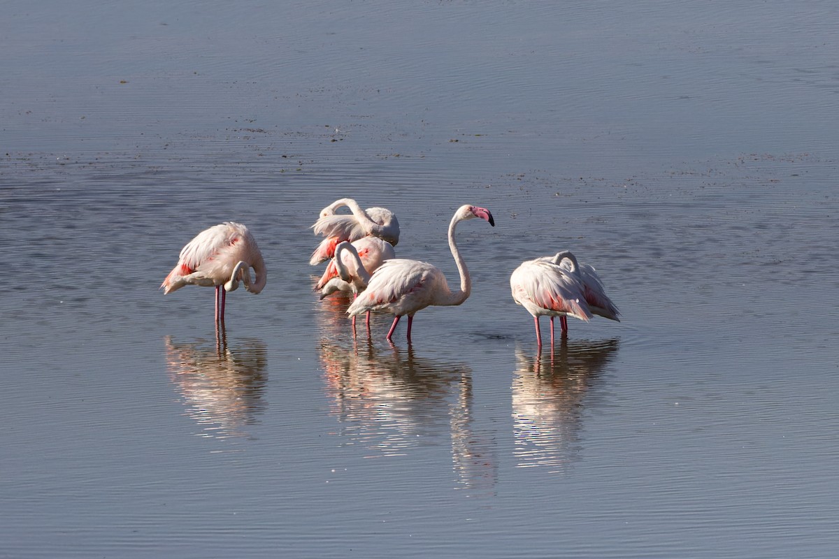 Flamant rose - ML620653836