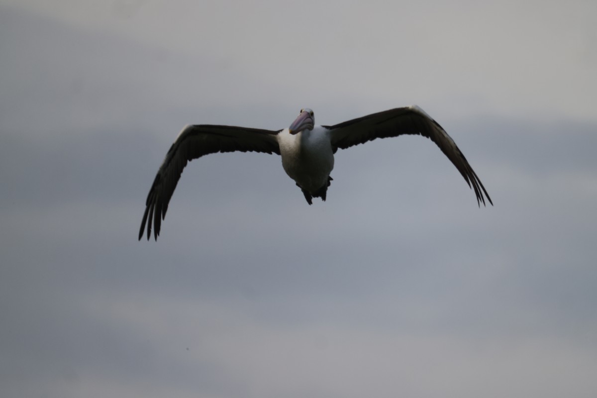 Australian Pelican - ML620653839