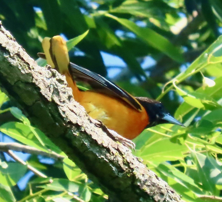 Baltimore Oriole - ML620653840