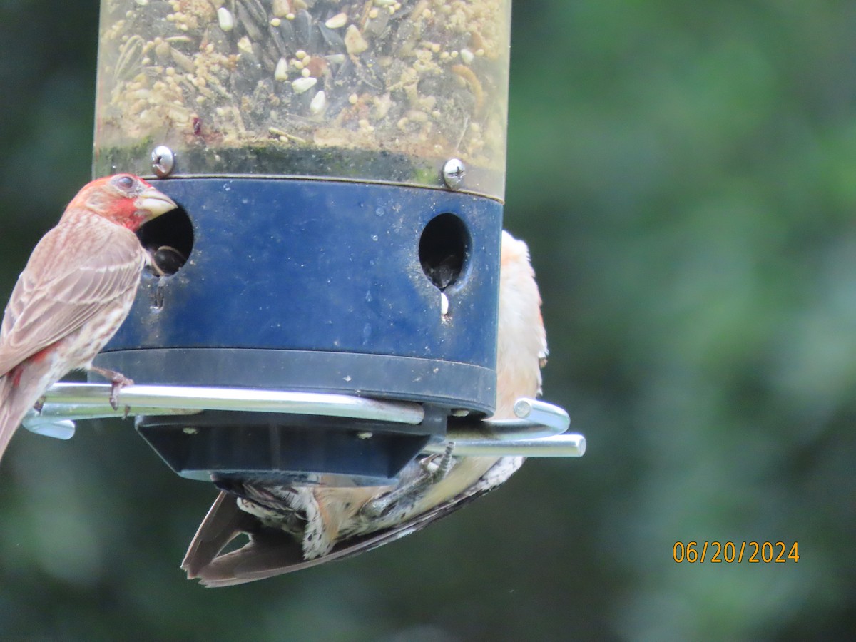 Red-bellied Woodpecker - ML620653841