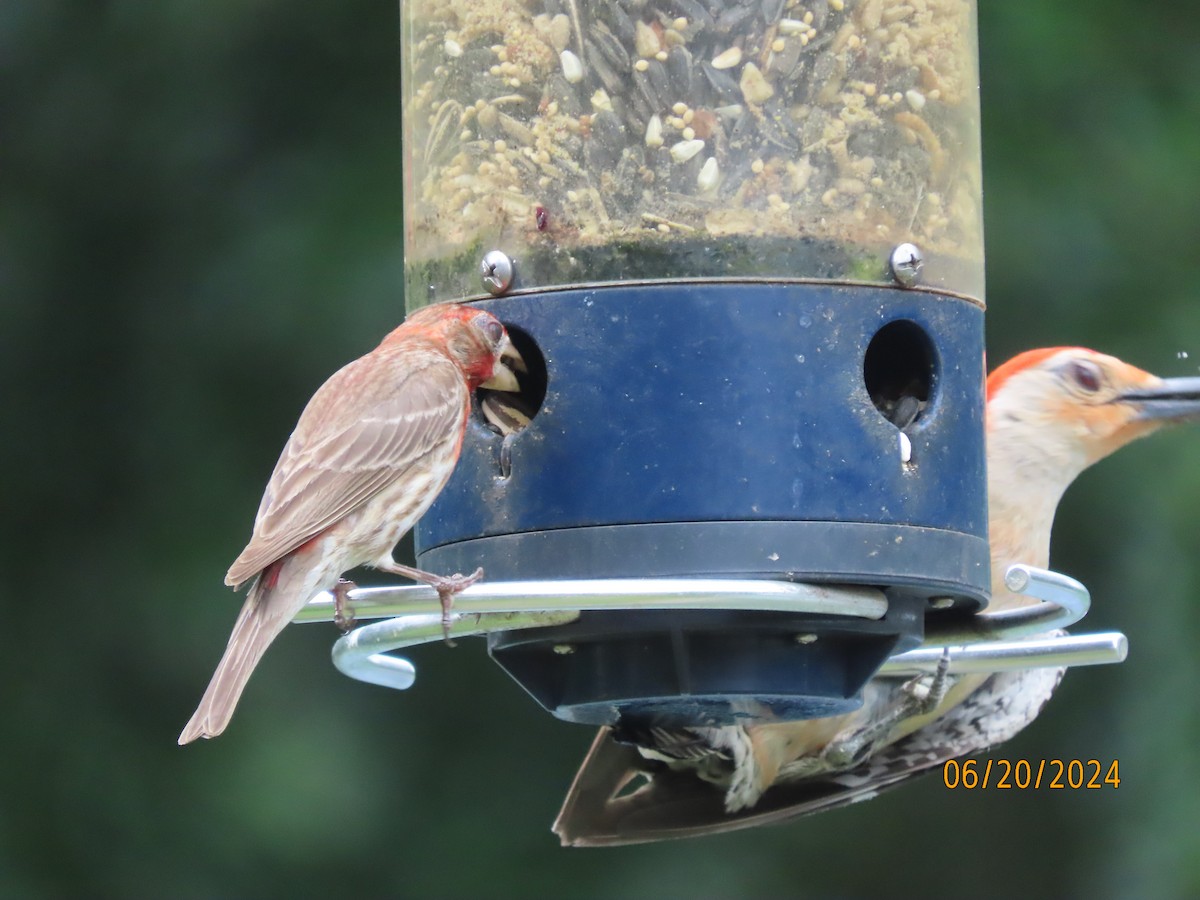 Red-bellied Woodpecker - ML620653843