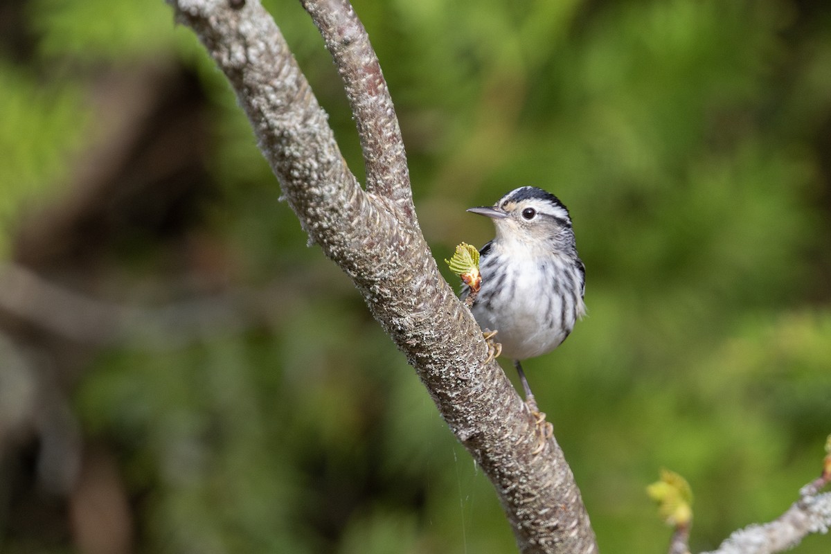 Black-and-white Warbler - ML620653846