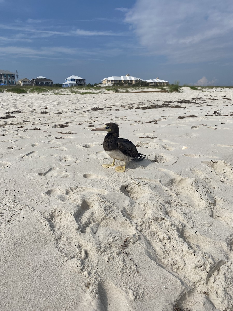 Brown Booby - ML620653848