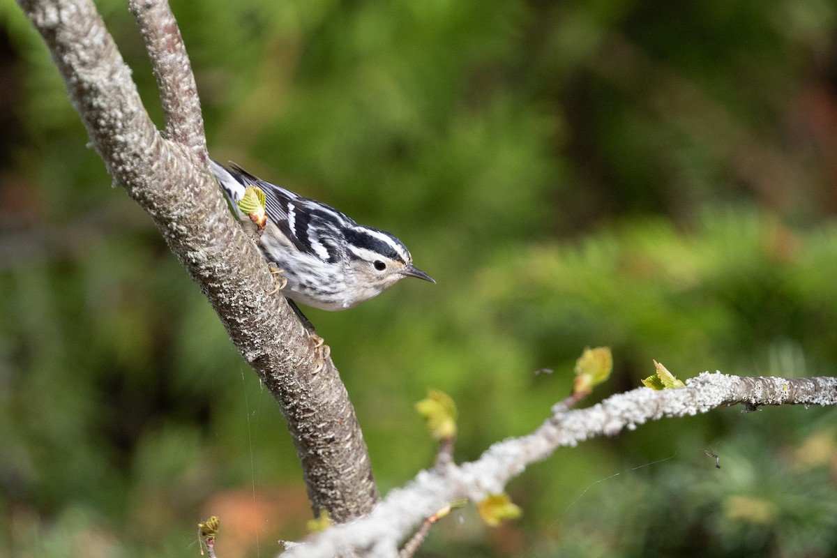 Black-and-white Warbler - ML620653851