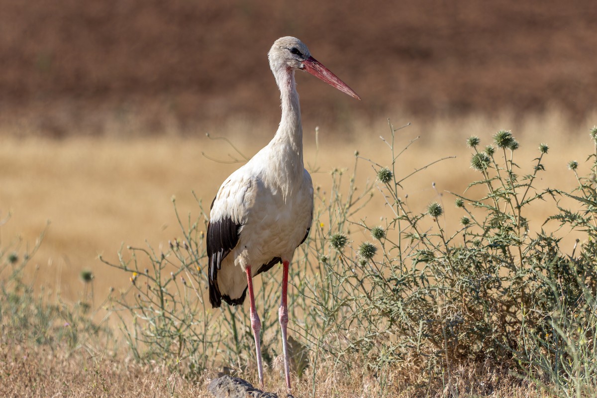 White Stork - ML620653859