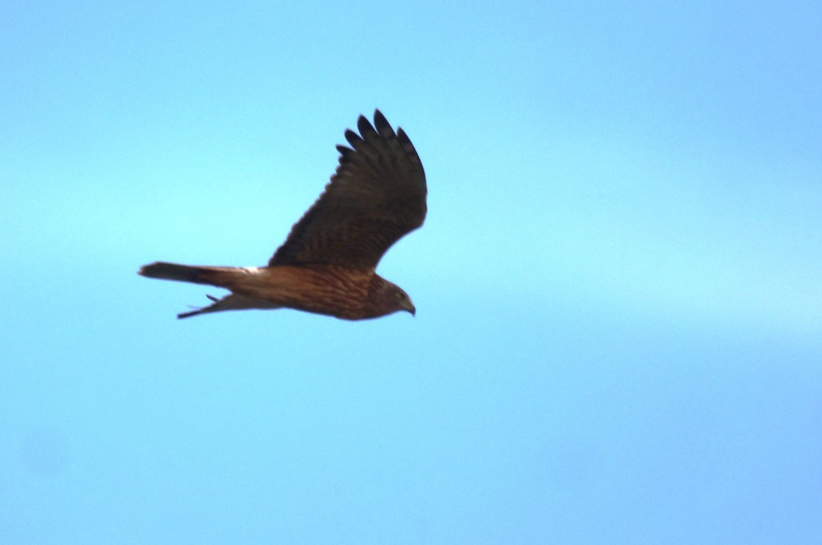 Aguilucho Lagunero del Pacífico - ML620653860