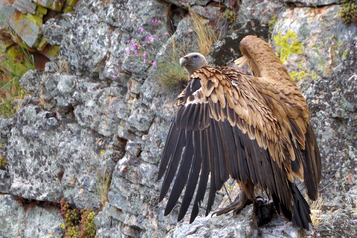 Eurasian Griffon - Richard Guillet