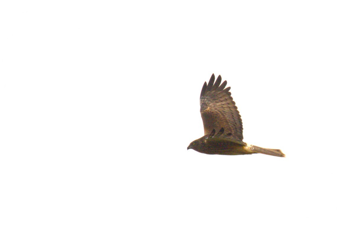 Swamp Harrier - ML620653864