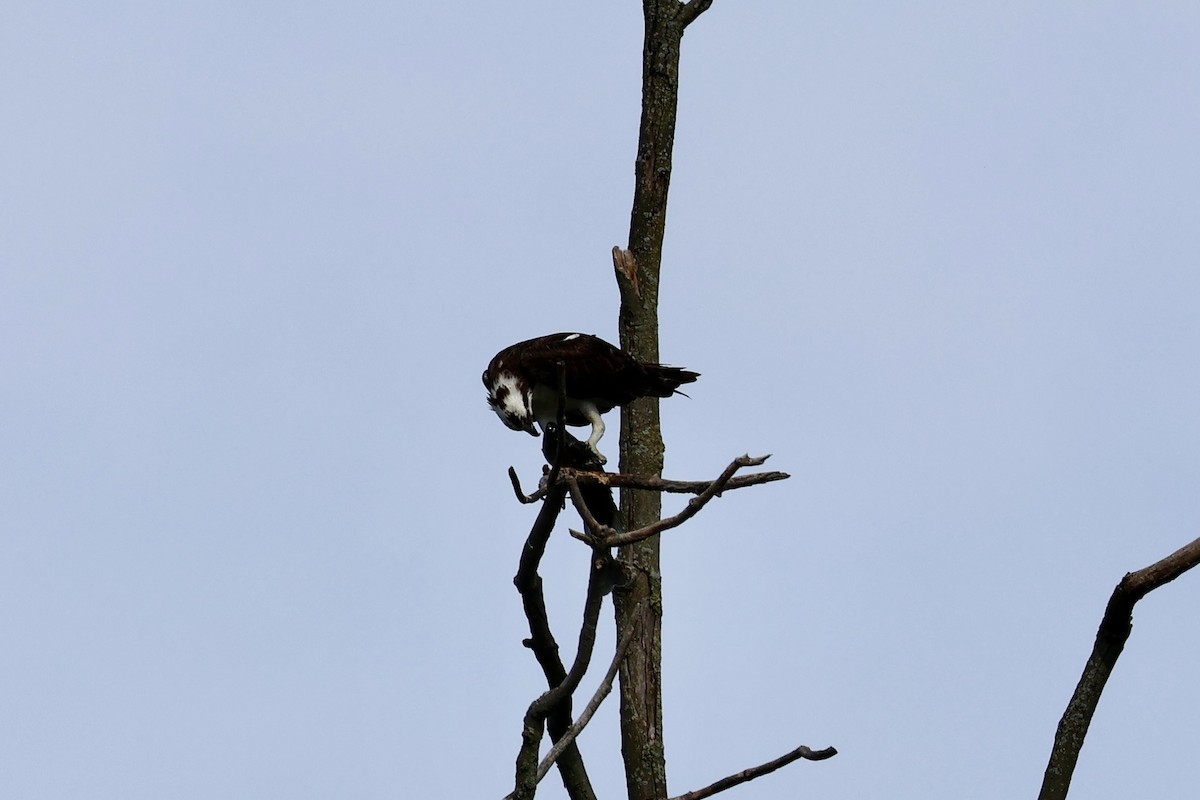 Águila Pescadora - ML620653865