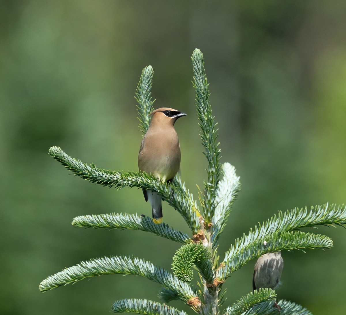 Cedar Waxwing - ML620653869