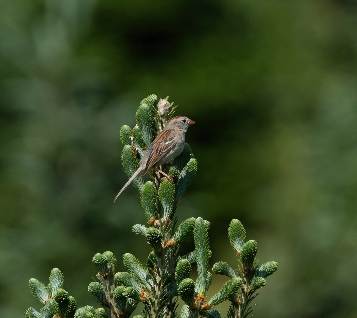 Field Sparrow - ML620653875