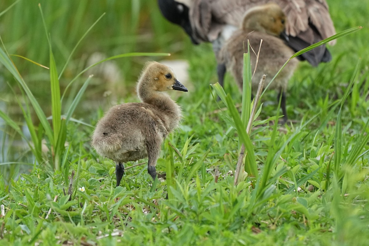 Canada Goose - ML620653881