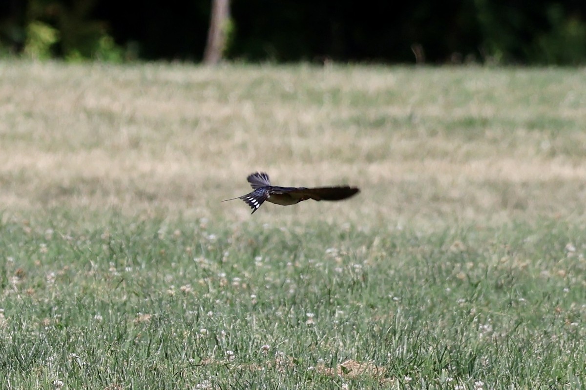 Barn Swallow - ML620653889