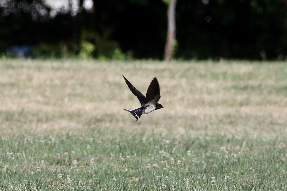 Barn Swallow - ML620653890