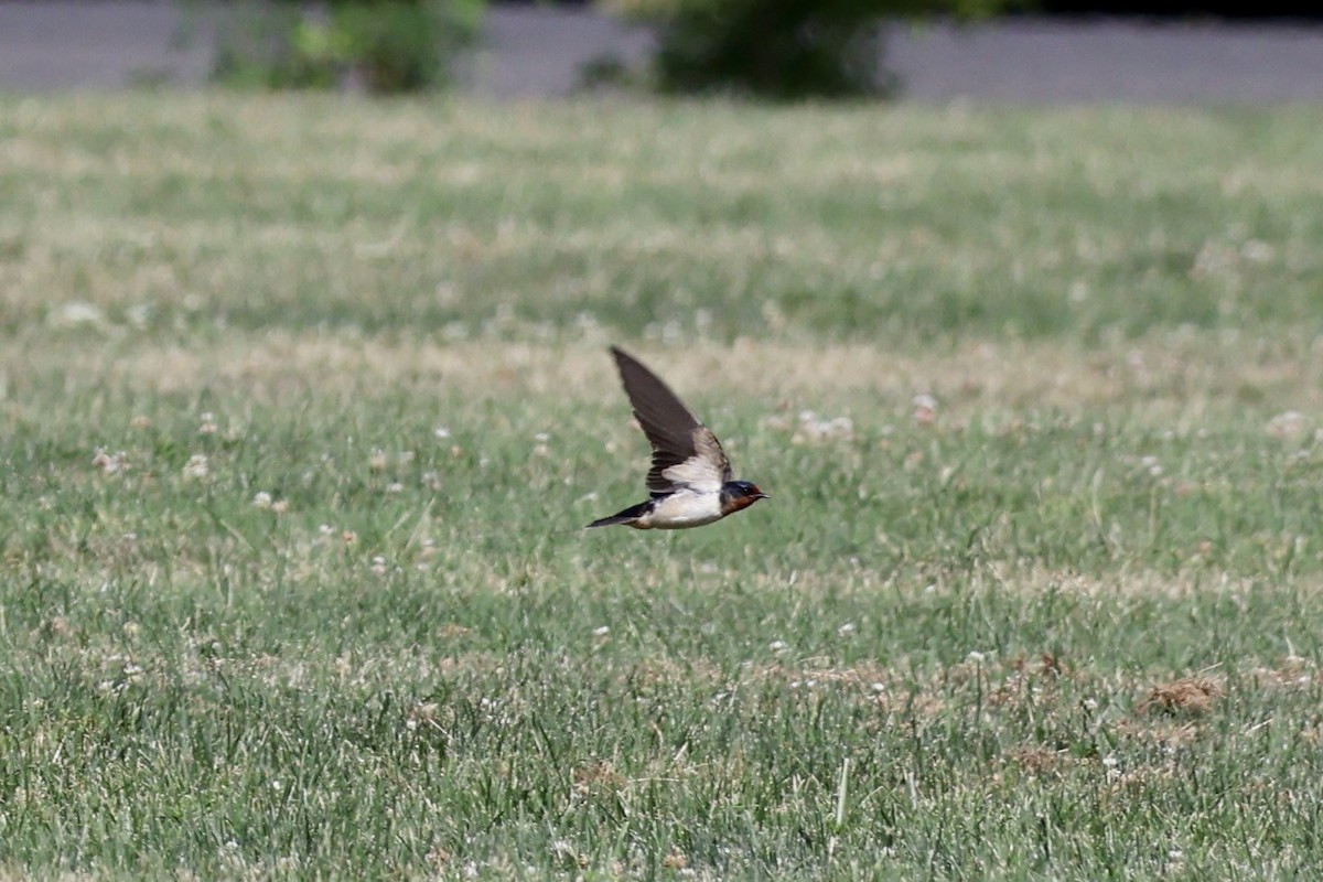 Barn Swallow - ML620653892