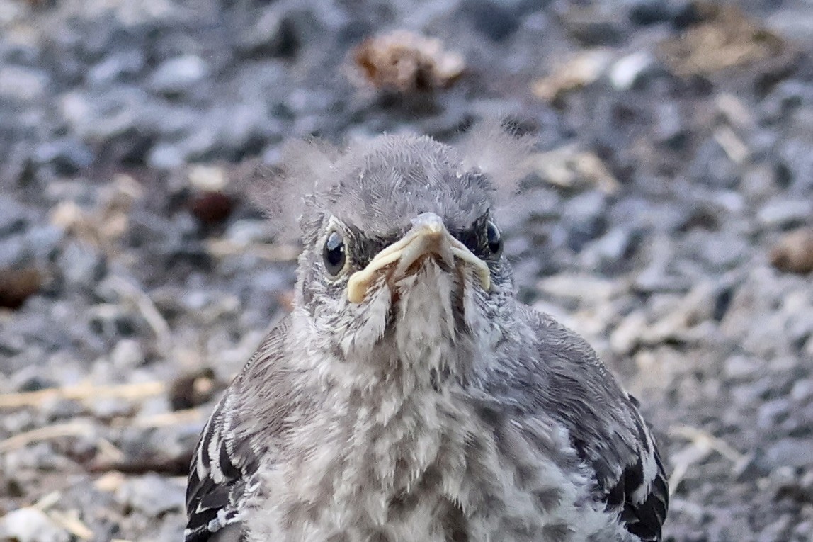 Northern Mockingbird - ML620653902