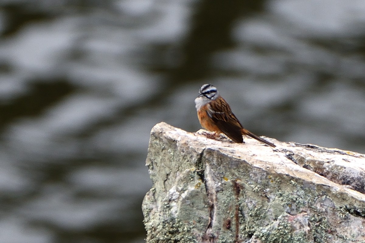 Rock Bunting - ML620653905