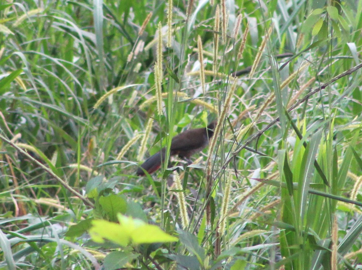 Scaled Chachalaca - ML620653907