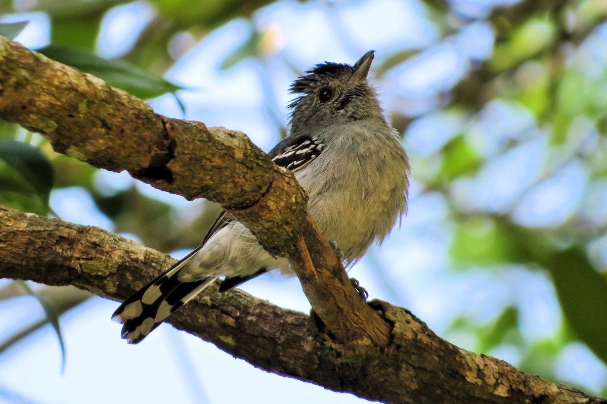 Variable Antshrike - ML620653908