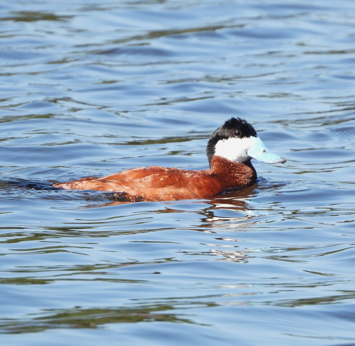 Érismature rousse - ML620653909