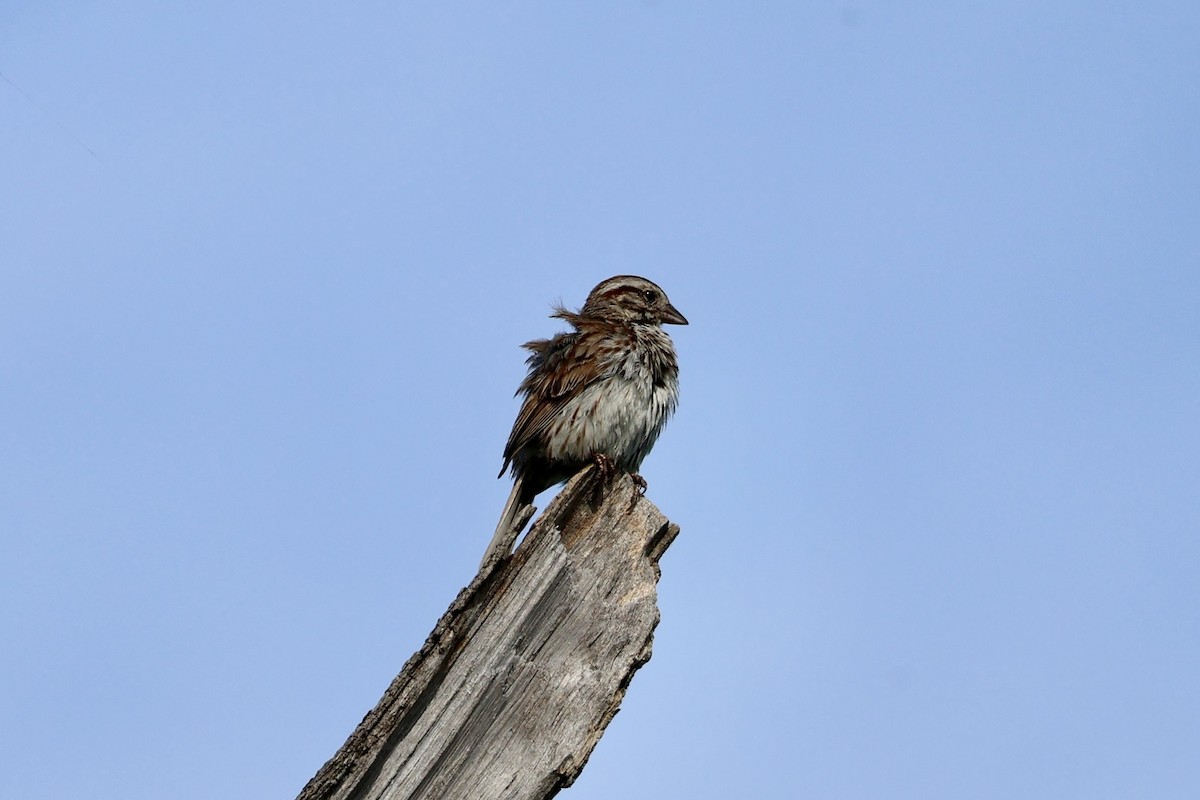 Song Sparrow - ML620653911