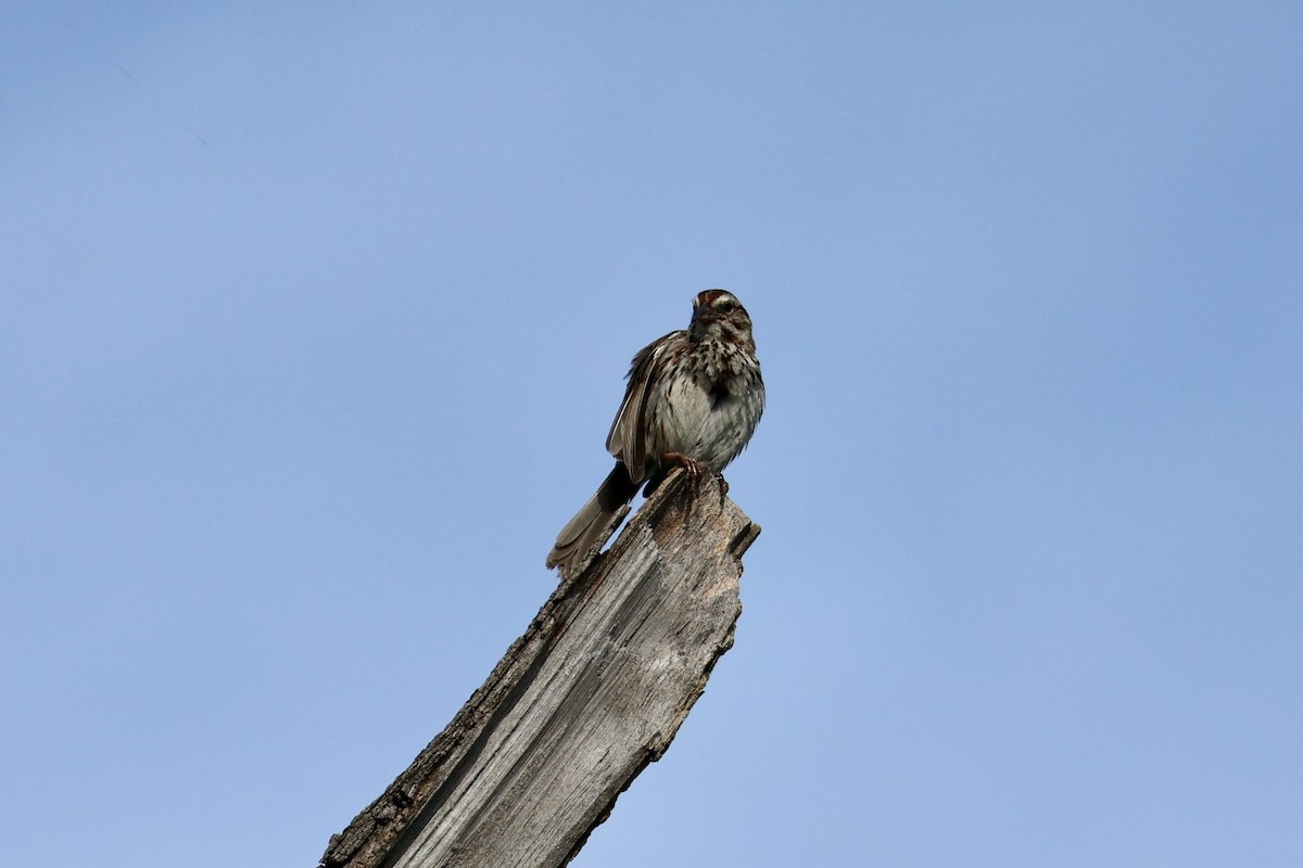 Song Sparrow - ML620653912