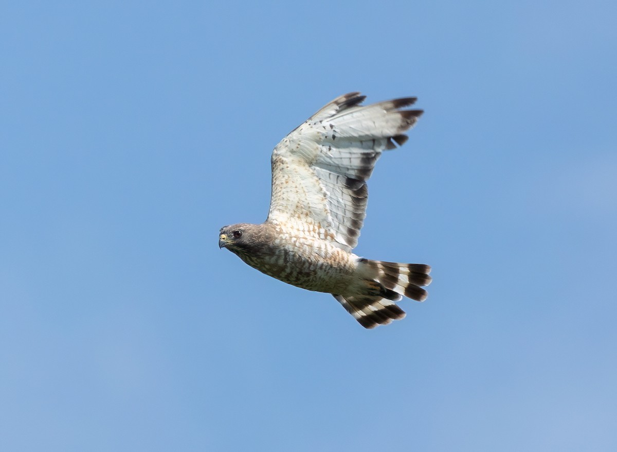 Broad-winged Hawk - ML620653913