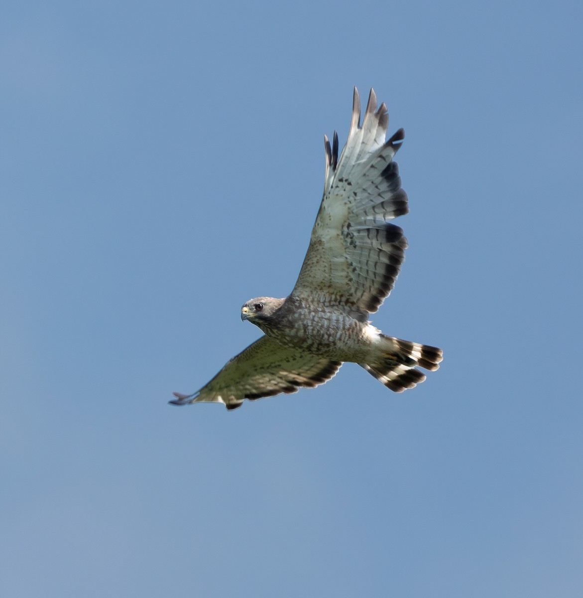 Broad-winged Hawk - ML620653914