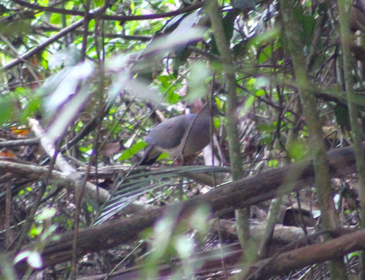 White-tipped Dove - ML620653919