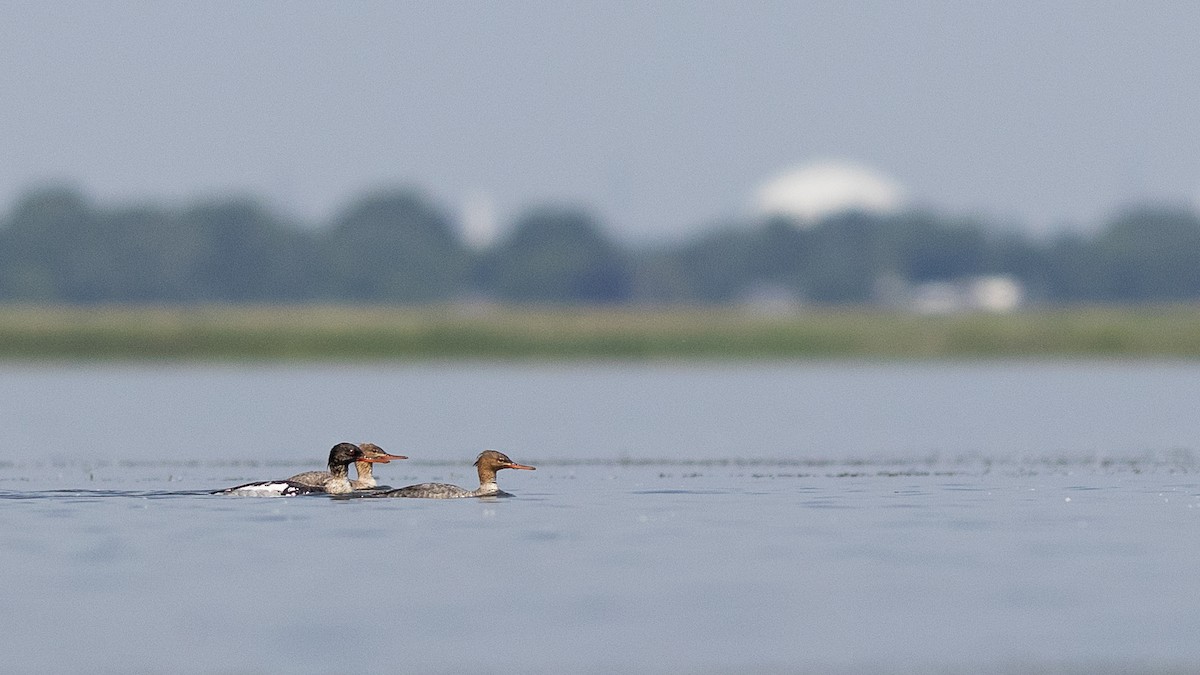 Red-breasted Merganser - ML620653925