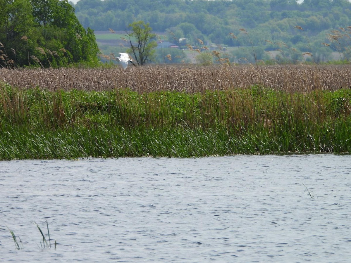 Great Egret - ML620653926