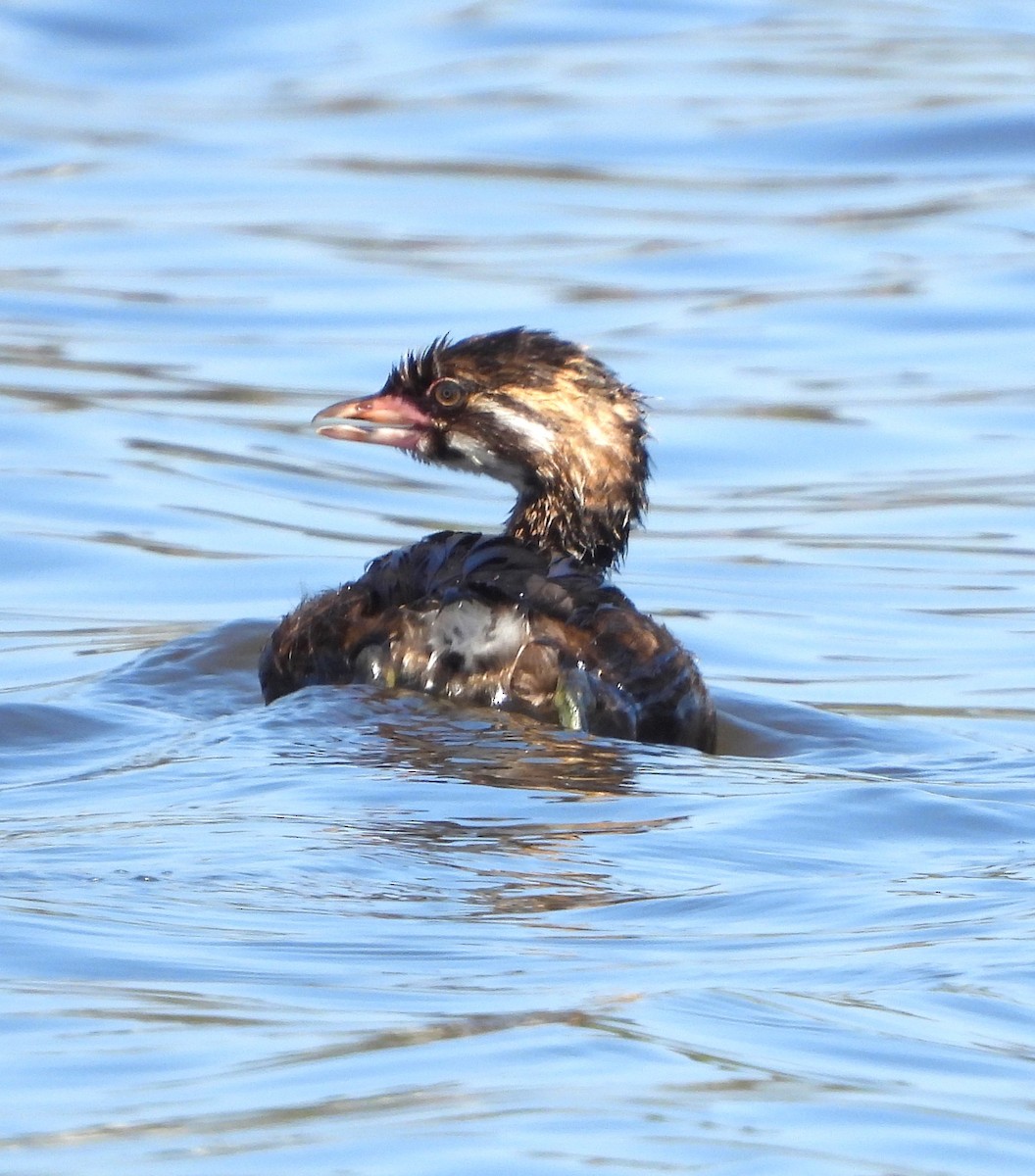 Pied-billed Grebe - ML620653927