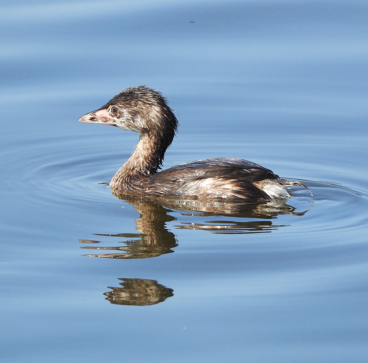 Pied-billed Grebe - ML620653928