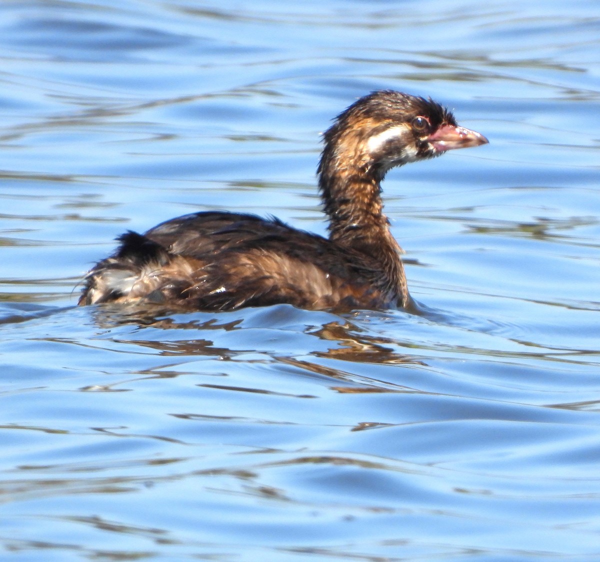 Pied-billed Grebe - ML620653929