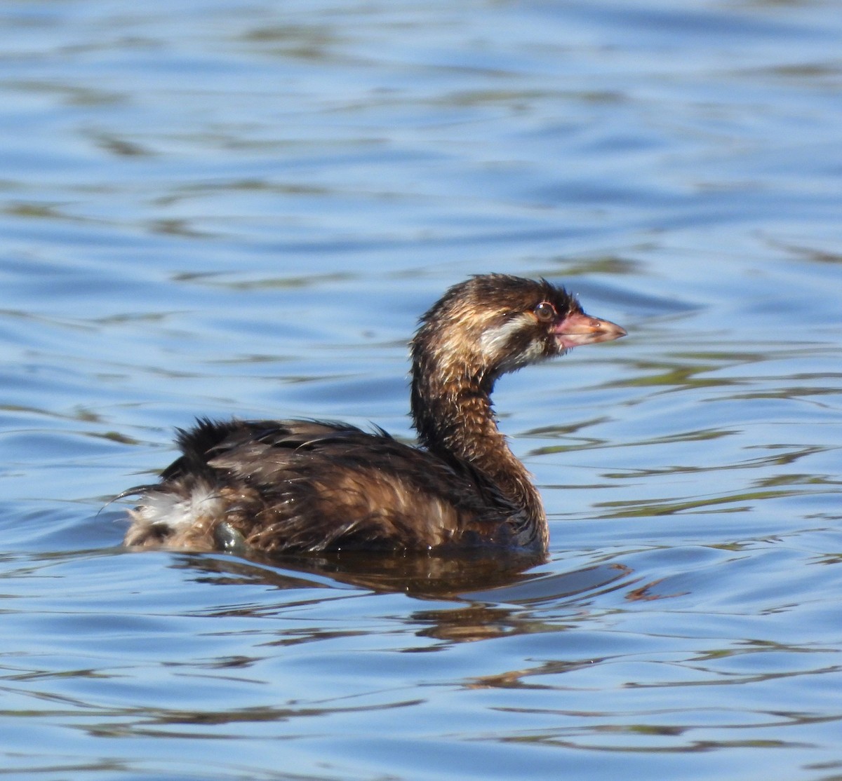 Pied-billed Grebe - ML620653930