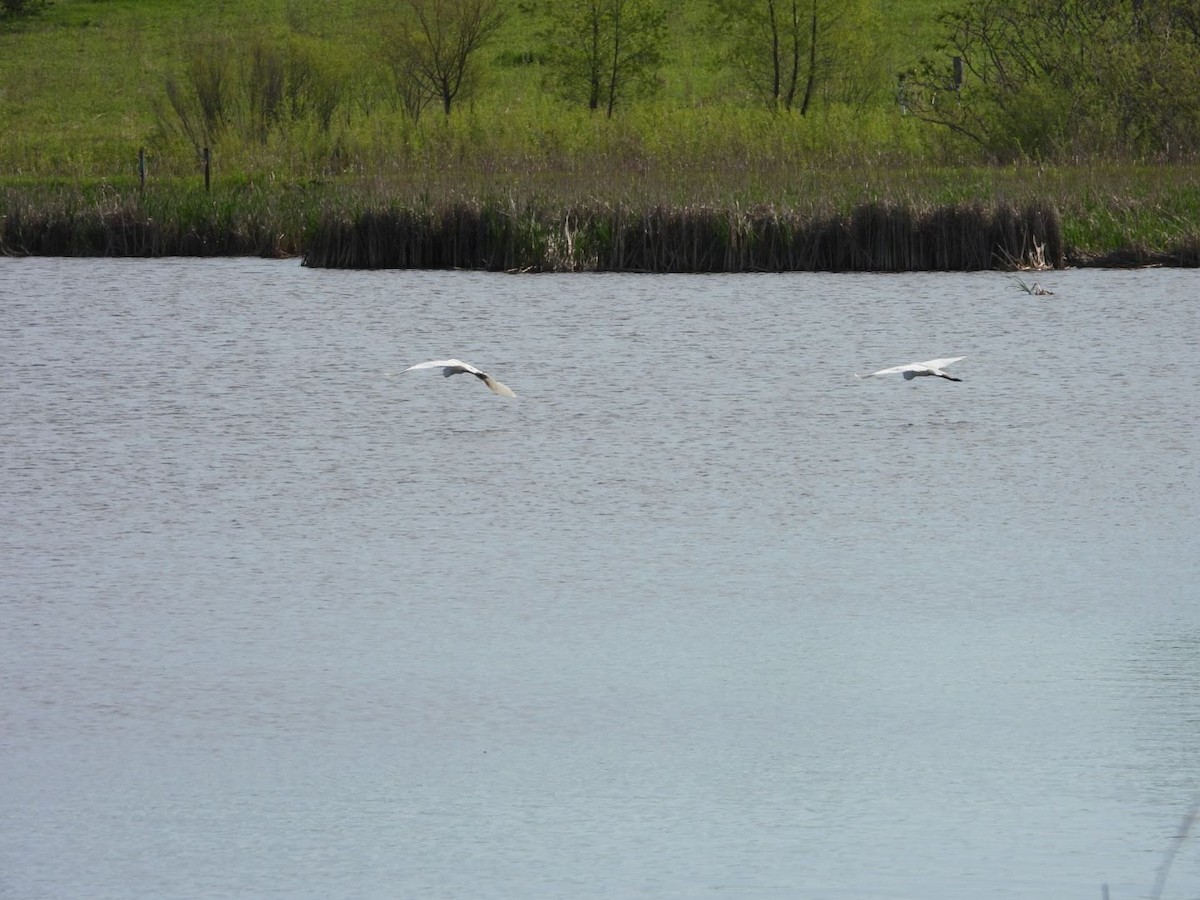 Great Egret - ML620653932